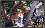beagle 
            checking out birdhouse